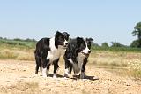 BORDER COLLIE 236